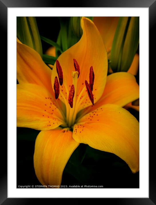 Yellow Asiatic Lily Framed Mounted Print by STEPHEN THOMAS