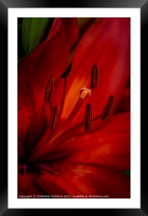 Red and Orange Lily - close-up Framed Mounted Print by STEPHEN THOMAS