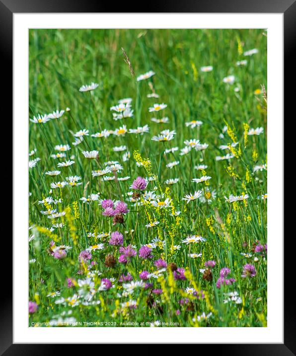 Clover and Daisies Framed Mounted Print by STEPHEN THOMAS