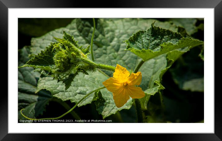Cucumber Blossom Glow Framed Mounted Print by STEPHEN THOMAS