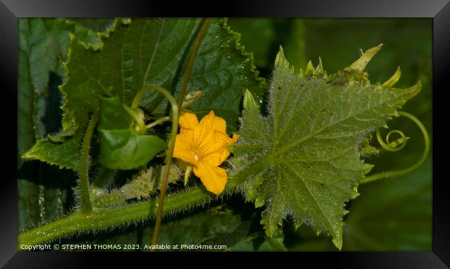 The Beginning of a Cucumber Framed Print by STEPHEN THOMAS