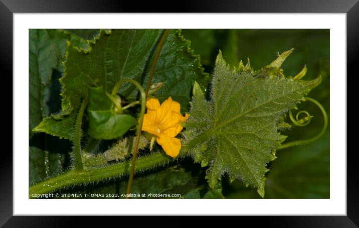 The Beginning of a Cucumber Framed Mounted Print by STEPHEN THOMAS