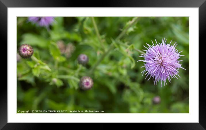 Thistle flower Framed Mounted Print by STEPHEN THOMAS