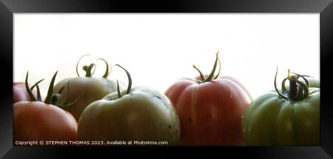 Ripening In The Window Framed Print by STEPHEN THOMAS