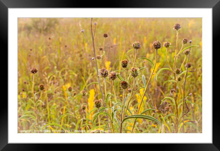 Knapweed Framed Mounted Print by STEPHEN THOMAS