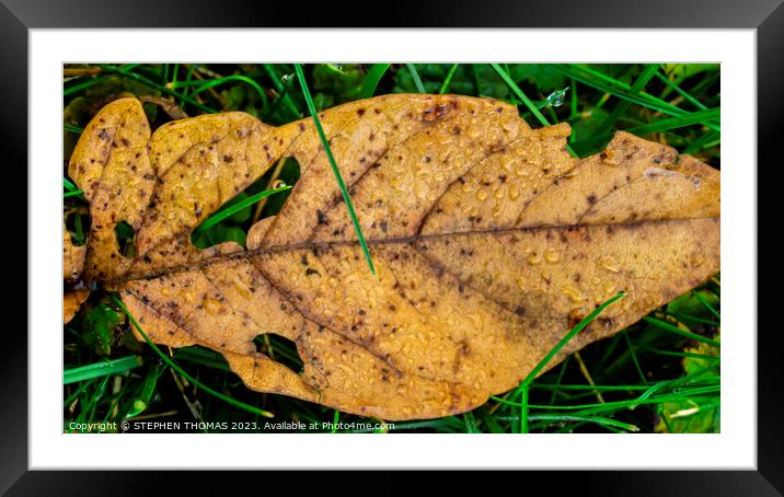 Dewy Autumn Morning - macro Framed Mounted Print by STEPHEN THOMAS