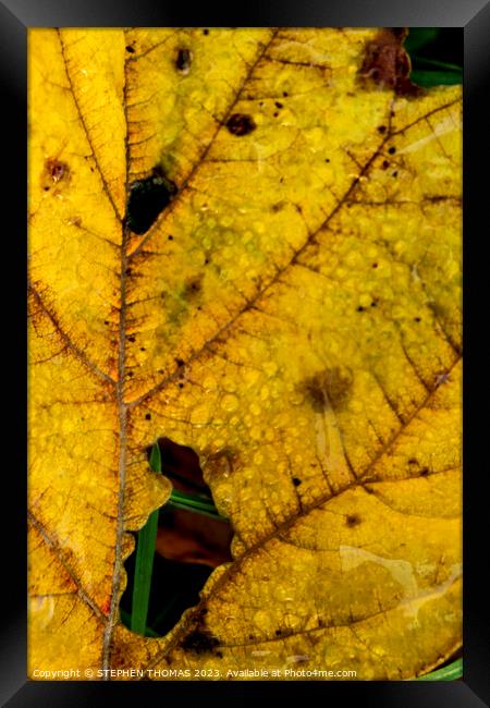 Dewy Autumn Leaf Framed Print by STEPHEN THOMAS
