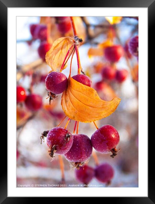 Frosty Crabapples Framed Mounted Print by STEPHEN THOMAS