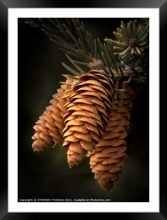 Spruce Cones Close-up Framed Mounted Print by STEPHEN THOMAS