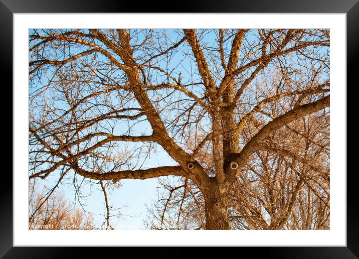 Elm Whistling a Tune Framed Mounted Print by STEPHEN THOMAS