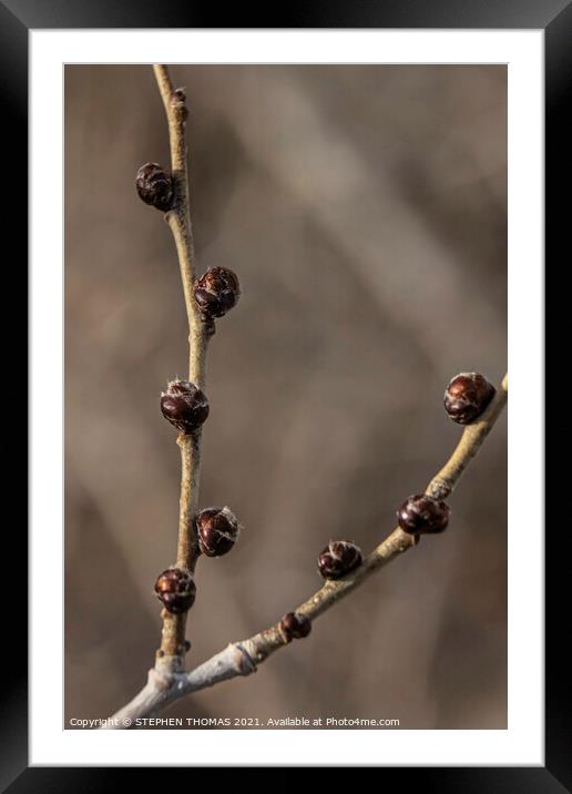 Elm Buds 2 Framed Mounted Print by STEPHEN THOMAS