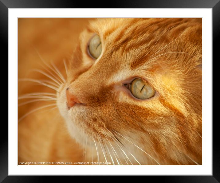 Orange Cat Trying to be black ( Read description ) Framed Mounted Print by STEPHEN THOMAS