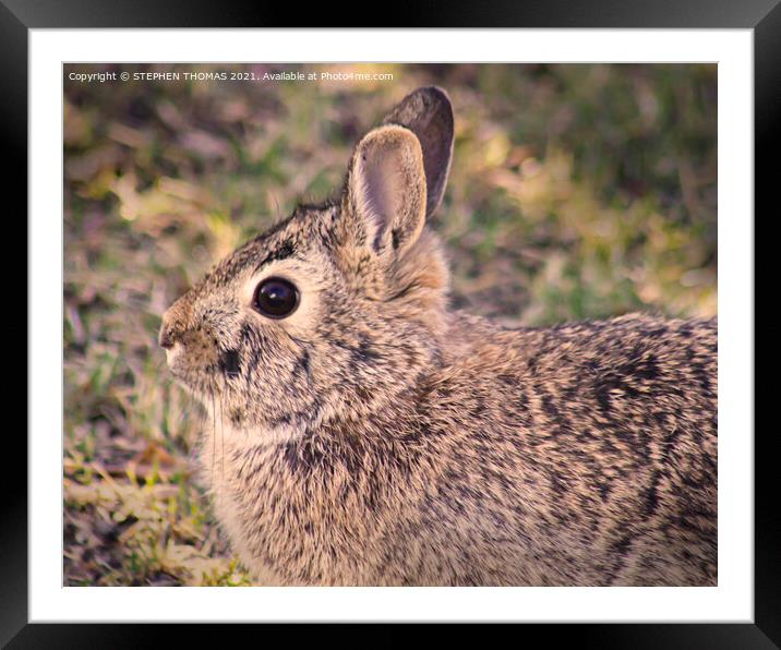 A close up of an wild rabbit Framed Mounted Print by STEPHEN THOMAS