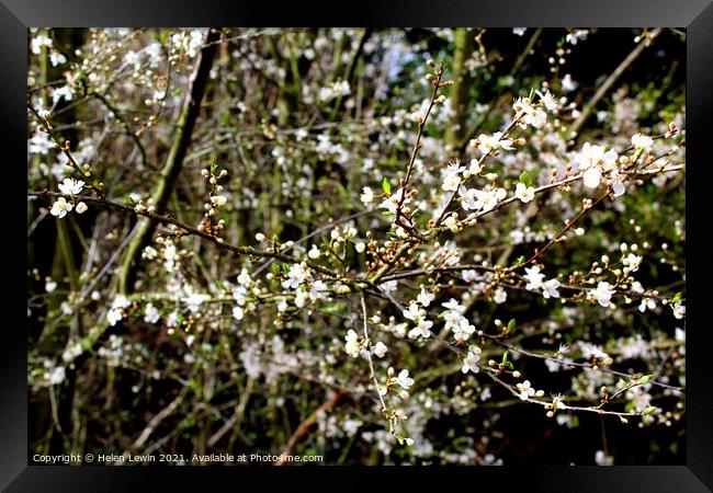 White Blossom in Bloom  Framed Print by Pelin Bay
