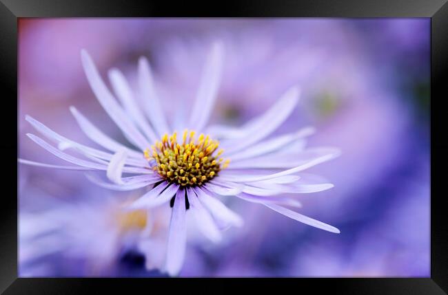 Purple Aster Flower  Framed Print by Neil Overy