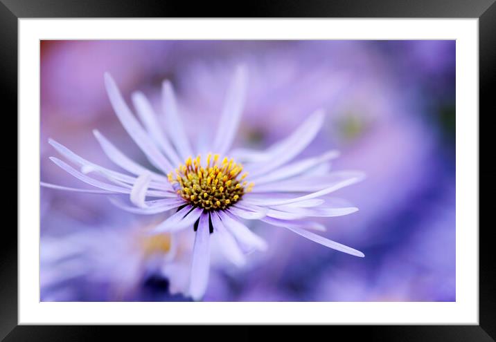 Purple Aster Flower  Framed Mounted Print by Neil Overy