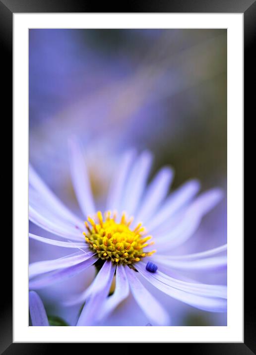 Purple Aster Flower  Framed Mounted Print by Neil Overy