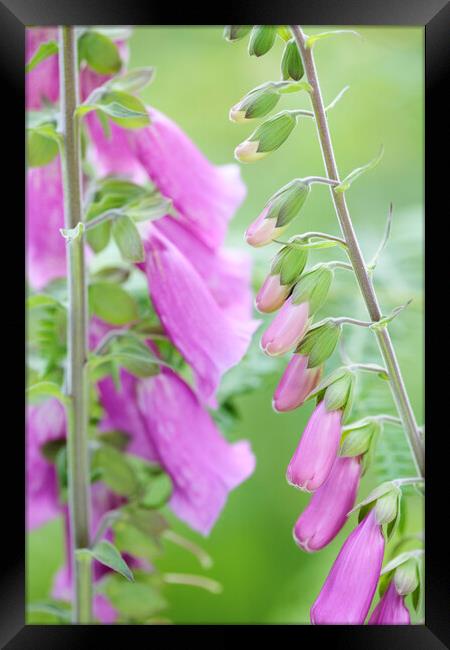 Foxglove Flowers, Sussex, England Framed Print by Neil Overy