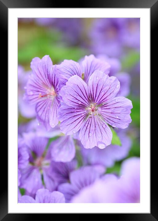 Purple Geranium Flower with Dew Drops Framed Mounted Print by Neil Overy
