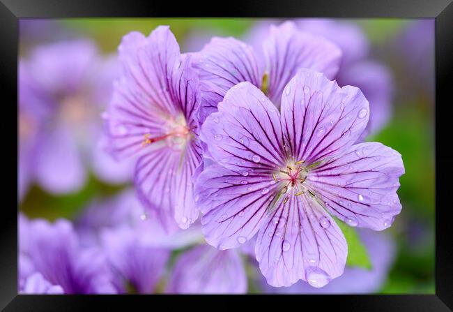 Purple Geranium Flower with Dew Drops Framed Print by Neil Overy