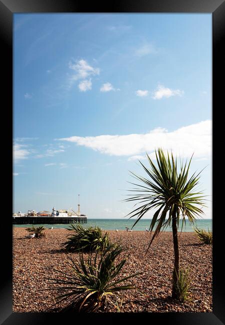 Brighton Sea Front and Palace Pier Framed Print by Neil Overy
