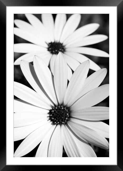 A Pair of African Daisy Flowers in black and white Framed Mounted Print by Neil Overy