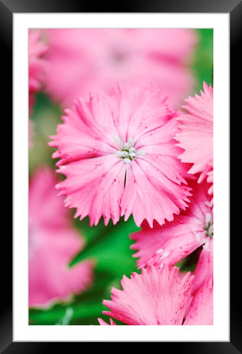 Pink Sweet William Flower  Framed Mounted Print by Neil Overy