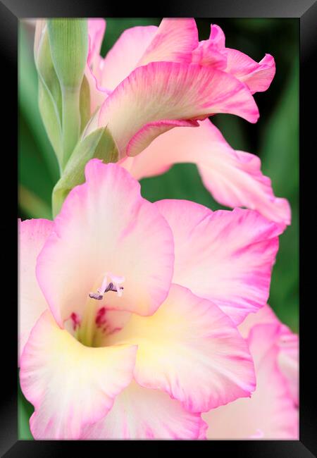 Pink and White Gladiolus Flower Framed Print by Neil Overy
