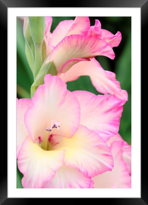 Pink and White Gladiolus Flower Framed Mounted Print by Neil Overy