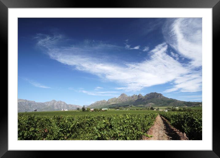 Scenic Landscape of winelands near Franchoek, South Africa Framed Mounted Print by Neil Overy