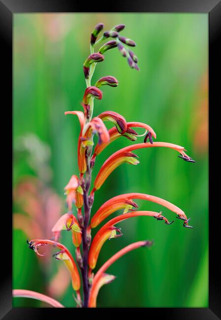 Cobra Lily Flower Framed Print by Neil Overy