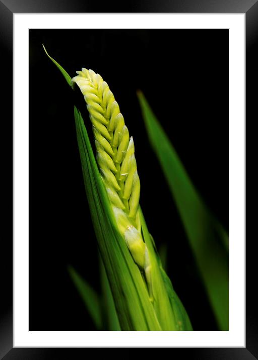 Cobra Lily on black Framed Mounted Print by Neil Overy