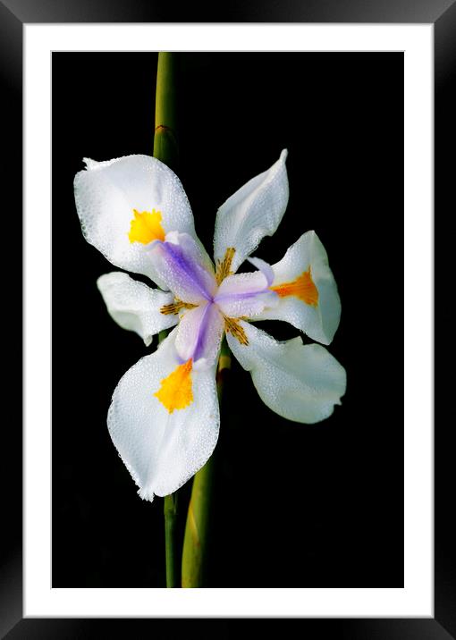 Wild Iris Flower on black Framed Mounted Print by Neil Overy