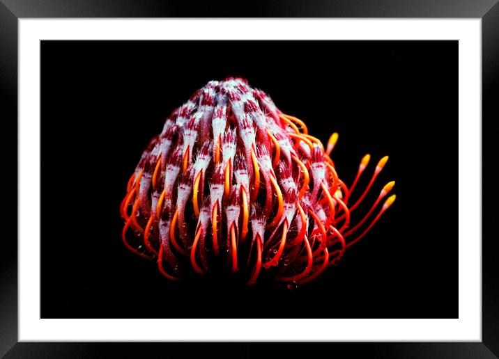Pincushion Protea Glabrum on black 2 Framed Mounted Print by Neil Overy