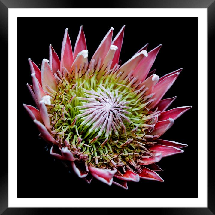 King Protea Flower on black 3 Framed Mounted Print by Neil Overy