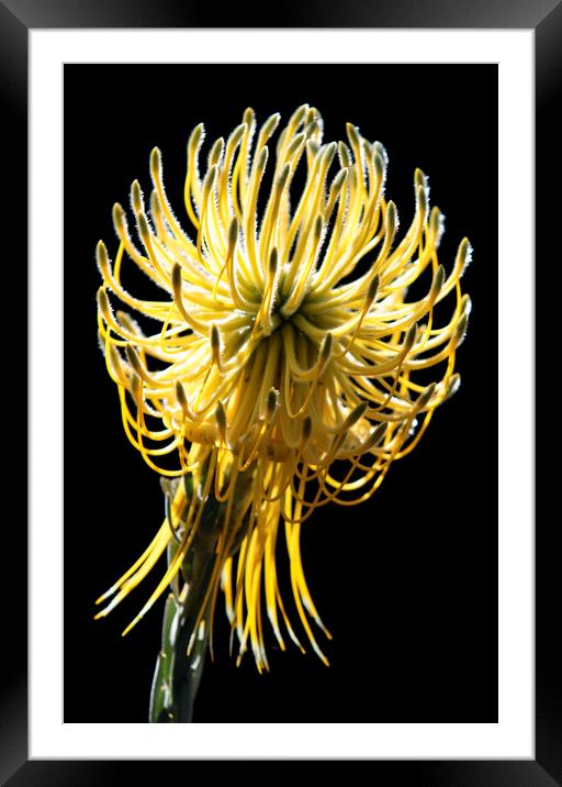 Yellow Rocket Pincushion Protea on black Framed Mounted Print by Neil Overy