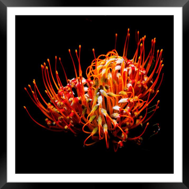 Common pincushion Protea on black 3 Framed Mounted Print by Neil Overy