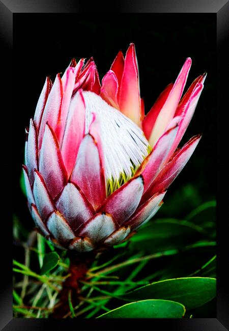 King Protea Flower on black 1 Framed Print by Neil Overy