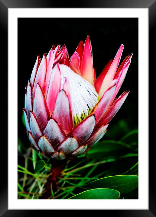 King Protea Flower on black 1 Framed Mounted Print by Neil Overy