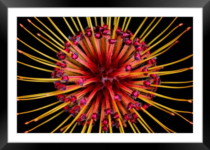 Spider Protea Flower on black Framed Mounted Print by Neil Overy