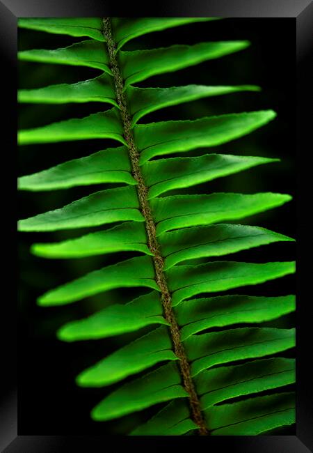 Lush green fern on black Framed Print by Neil Overy