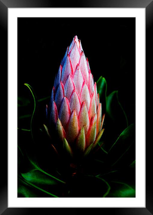 King Protea Flower Bud Framed Mounted Print by Neil Overy