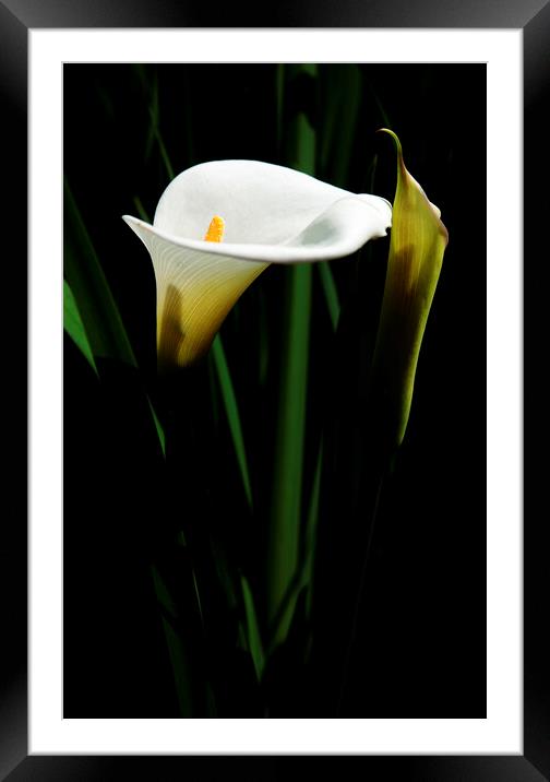 Arum Lily on black Framed Mounted Print by Neil Overy