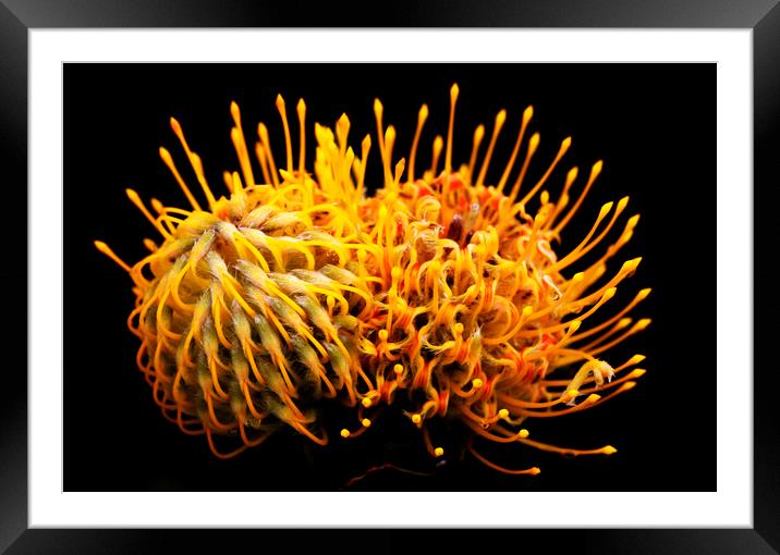 Common pincushion Protea on black 4 Framed Mounted Print by Neil Overy