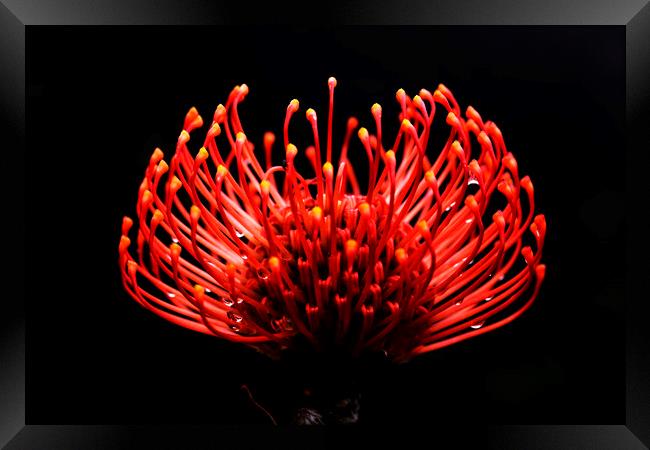 Scarlet Ribbon Pincushion Protea on black 2 Framed Print by Neil Overy