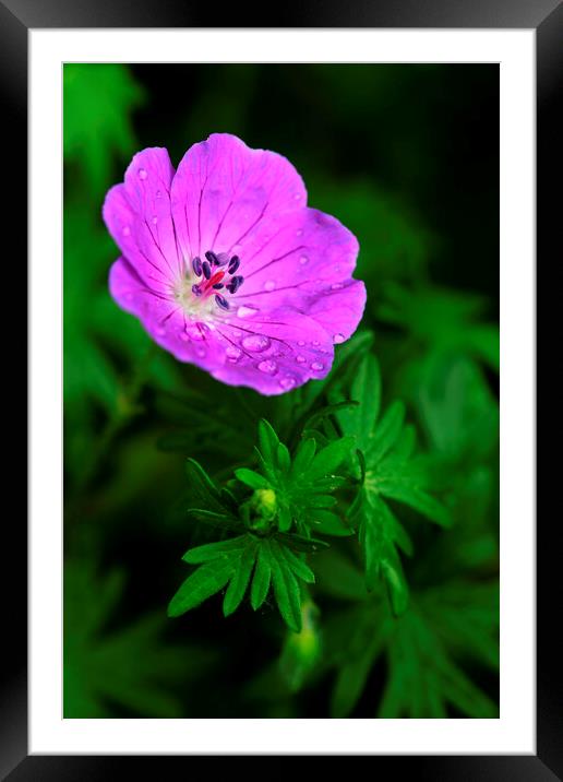 Purple Geranium Flower on black Framed Mounted Print by Neil Overy