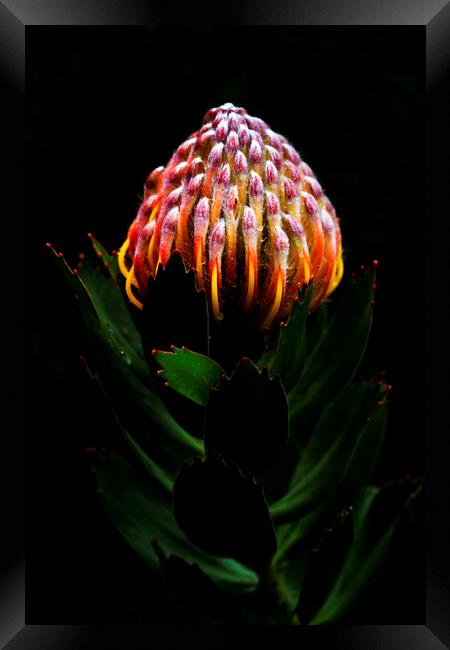 Pincushion Protea Glabrum on black Framed Print by Neil Overy