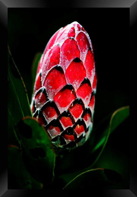 Protea Flower Bud on black Framed Print by Neil Overy