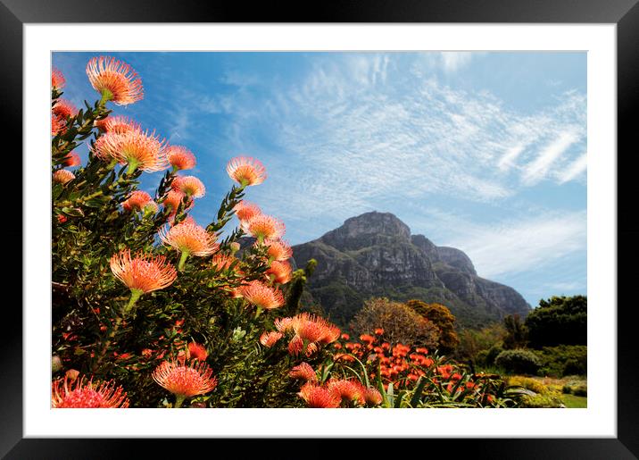 Kirstenbosch Botanical Garden, Cape Town Framed Mounted Print by Neil Overy