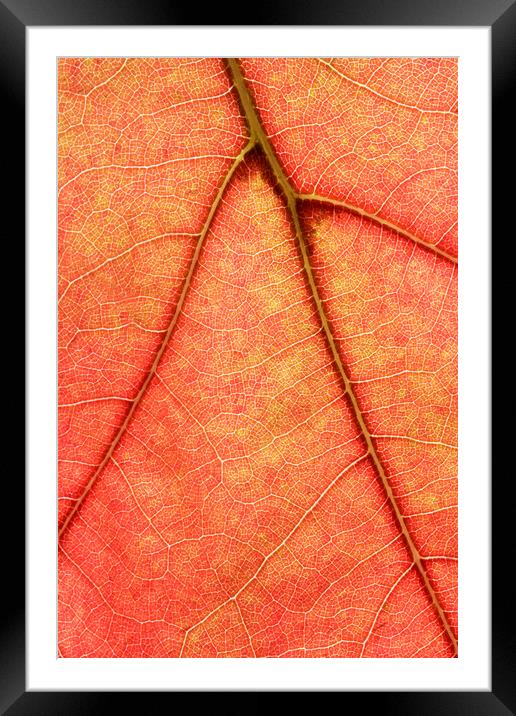 Macro image of Oak Tree Leaf Framed Mounted Print by Neil Overy